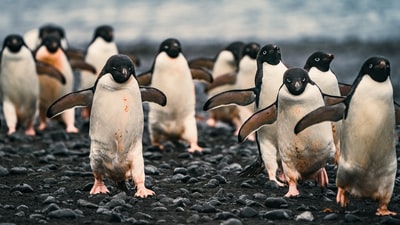 白天黑沙滩上的企鹅